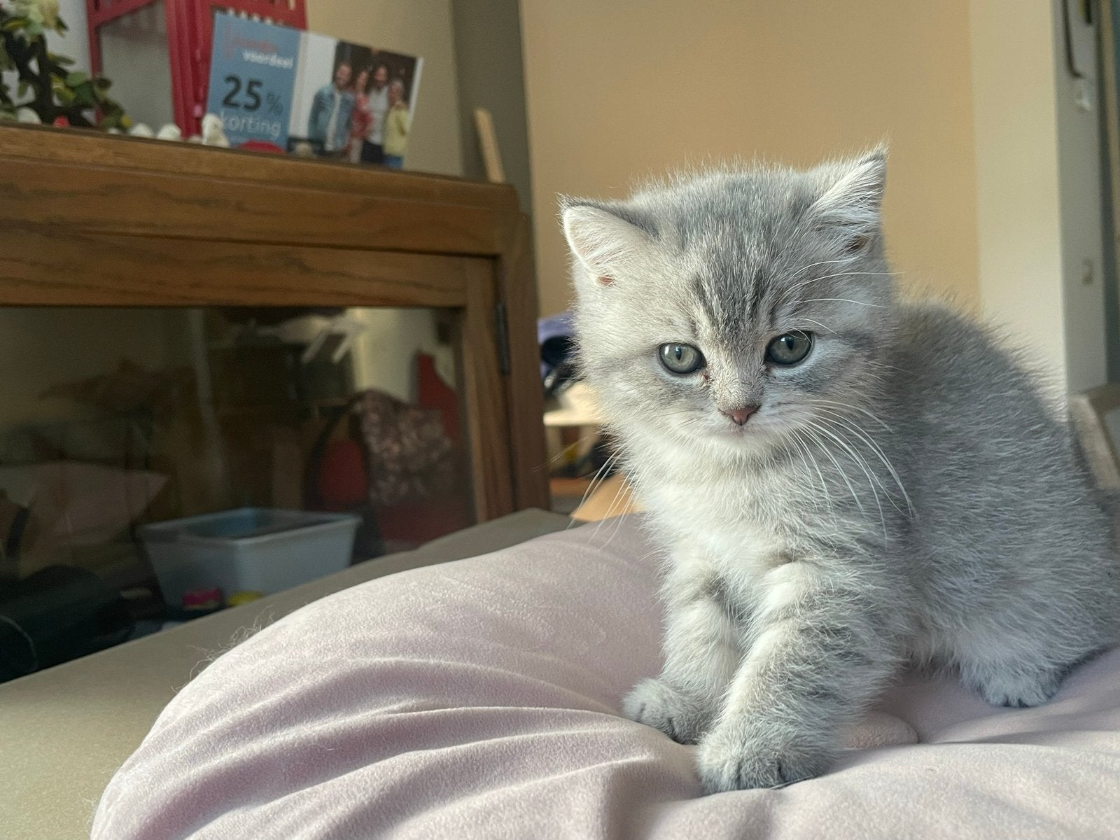 Kitten Brtise Korthaar kater, Kater, Kortharig, 0 tot 2 jaar