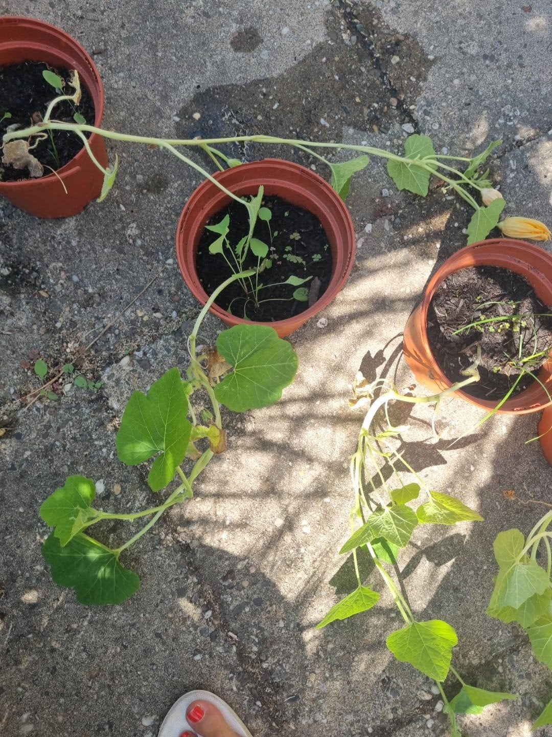 Pompoen plantje, Ophalen