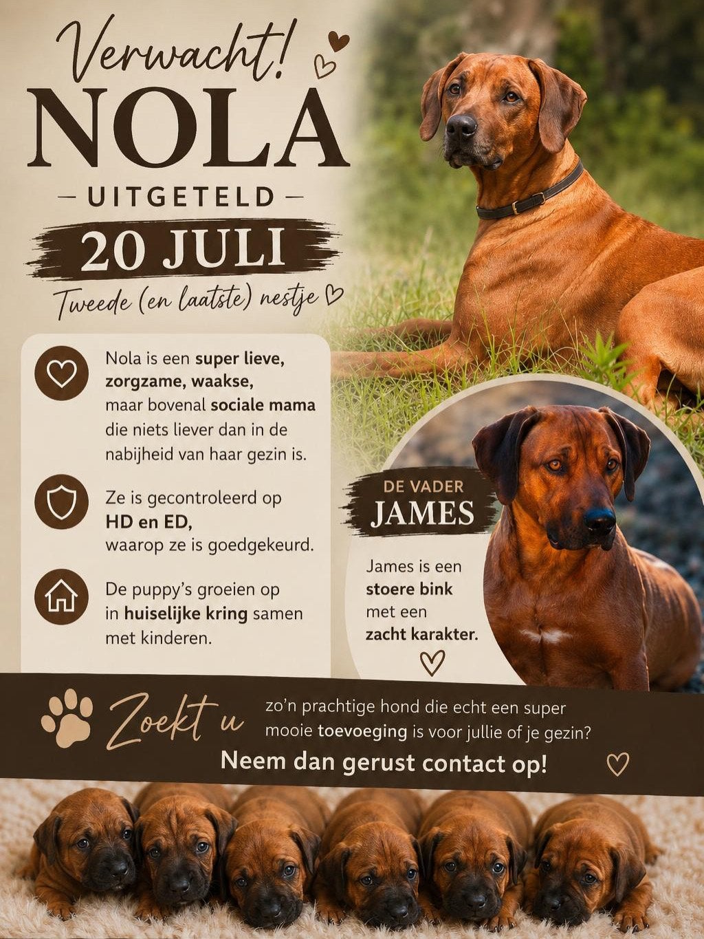 VERWACHT Rhodesian Ridgeback pups, Dieren en Toebehoren, 8 tot 15 weken, Geslacht onbekend, Meerdere, Nederland