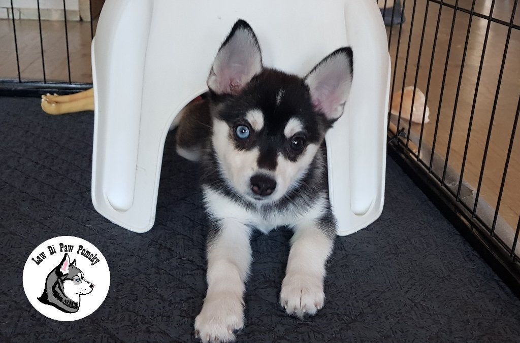 Unieke Pomsky pups F4+,100% Amerikaanse bloedlijn, Dieren en Toebehoren, Parvo, Overige rassen, 8 tot 15 weken, Meerdere