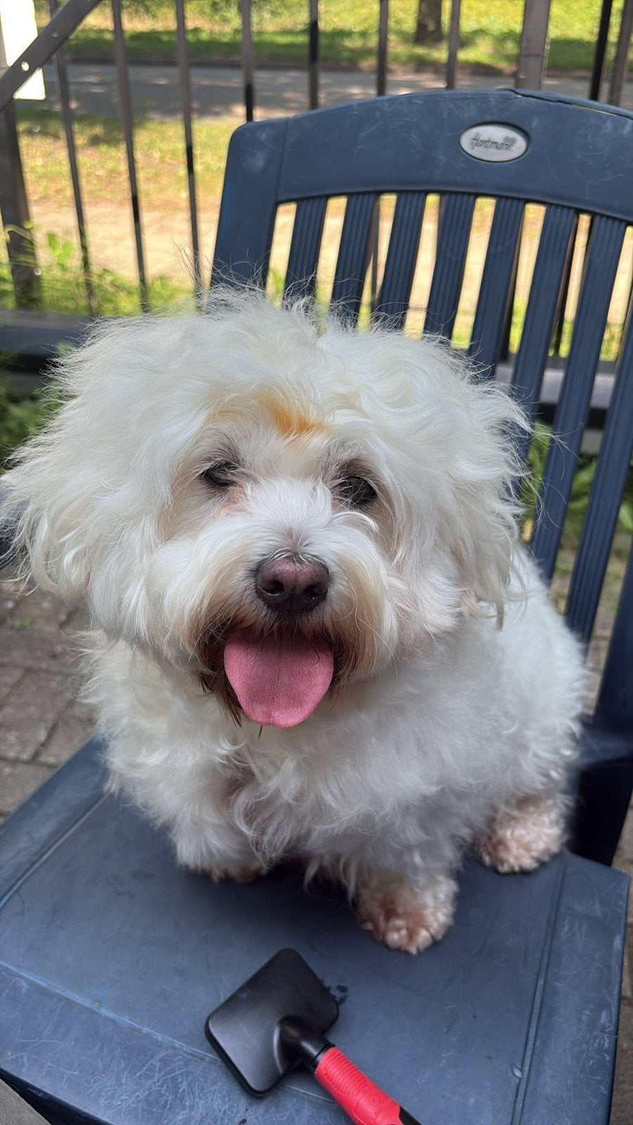 Maltees leeuwtje 4 jaar, Dieren en Toebehoren, Honden | Niet-rashonden, CDV (hondenziekte), Teef, Eén hond, Nederland