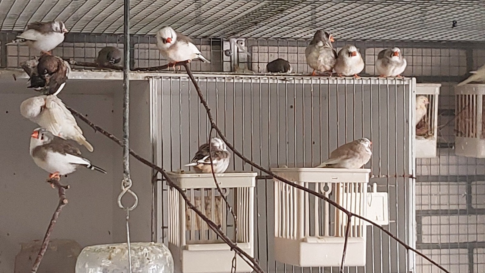 Prachtige zebravinken, Meerdere dieren