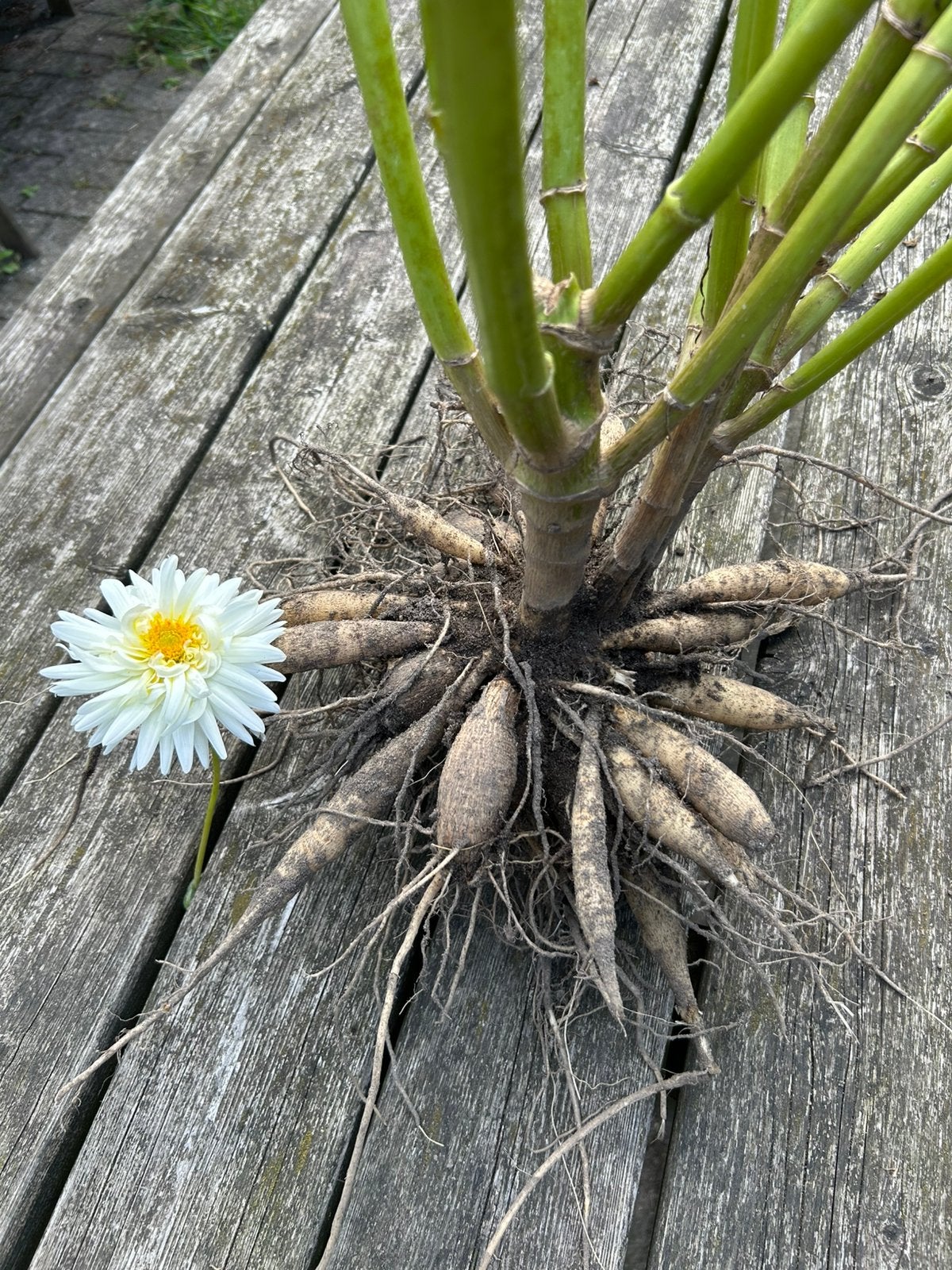 Dahlia knol wit | groot, Ophalen, Volle zon
