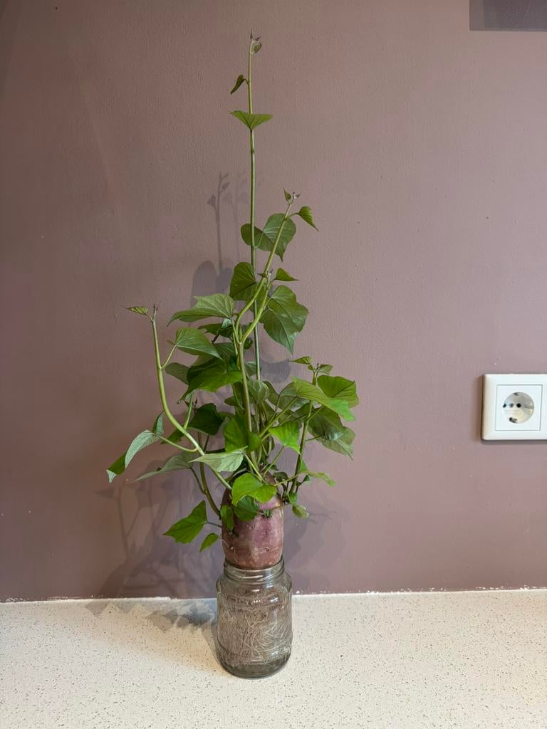 Zoete aardappel hang- of klimplant, Ophalen