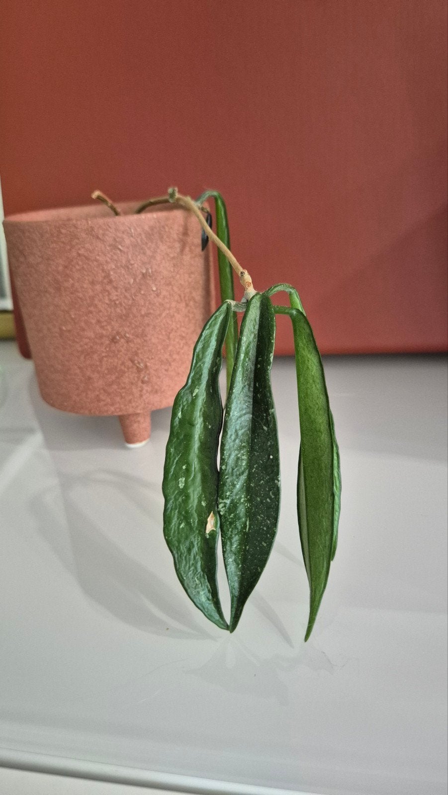 Hoya Minibelle?, Overige soorten, Vaste plant, Ophalen of Verzenden, Halfschaduw