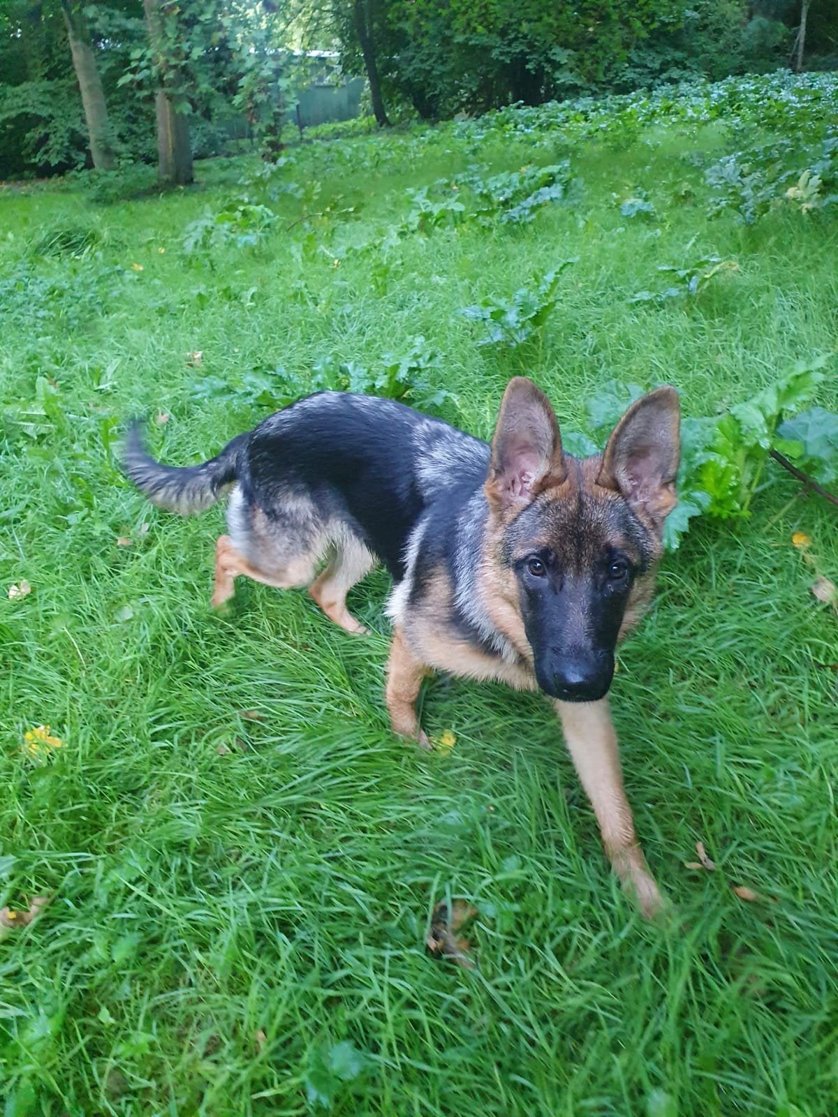 Te koop pup teefje van 6 maanden oud, Dieren en Toebehoren, 15 weken tot 1 jaar, Teef, Eén hond, CDV (hondenziekte)