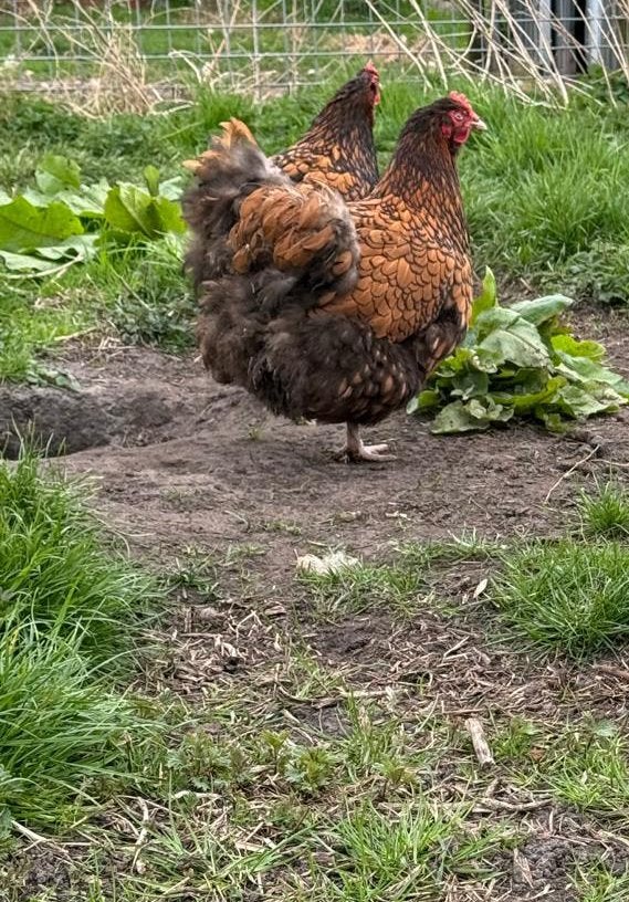 Trio orpington groot ras, goud zwartgezoomd, Dieren en Toebehoren, Pluimvee, Meerdere dieren, Kip