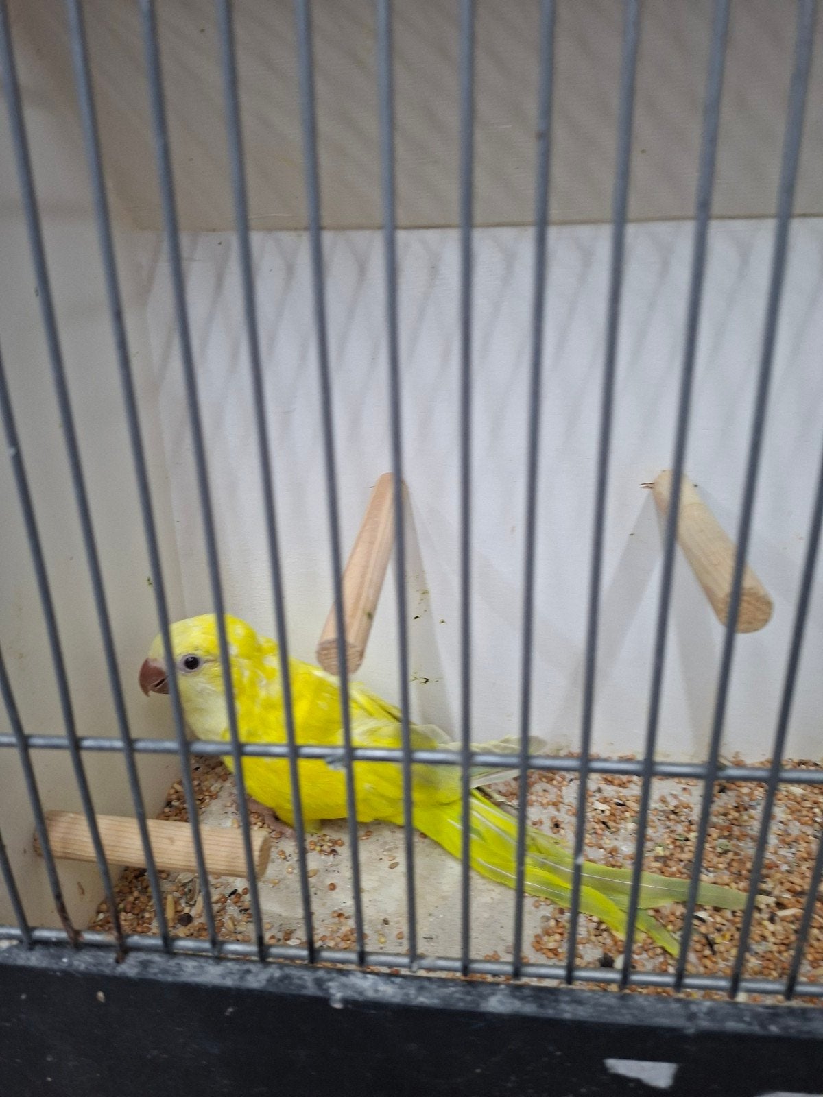 2 mooie muisparkieten mannen, Dieren en Toebehoren, Mannelijk, Parkiet
