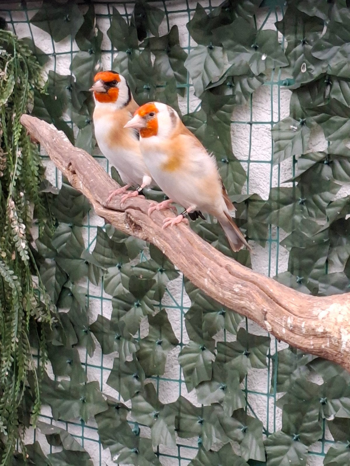 majoor putters, Meerdere dieren, Wildzangvogel, Geringd