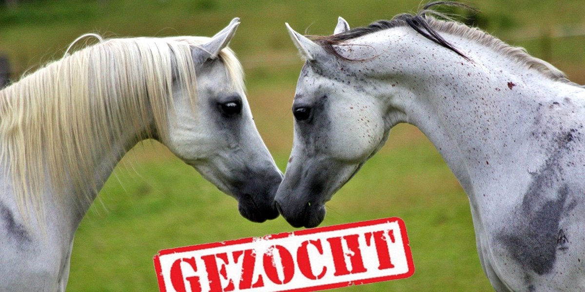 PAARD GEZOCHT!, Ophalen of Verzenden