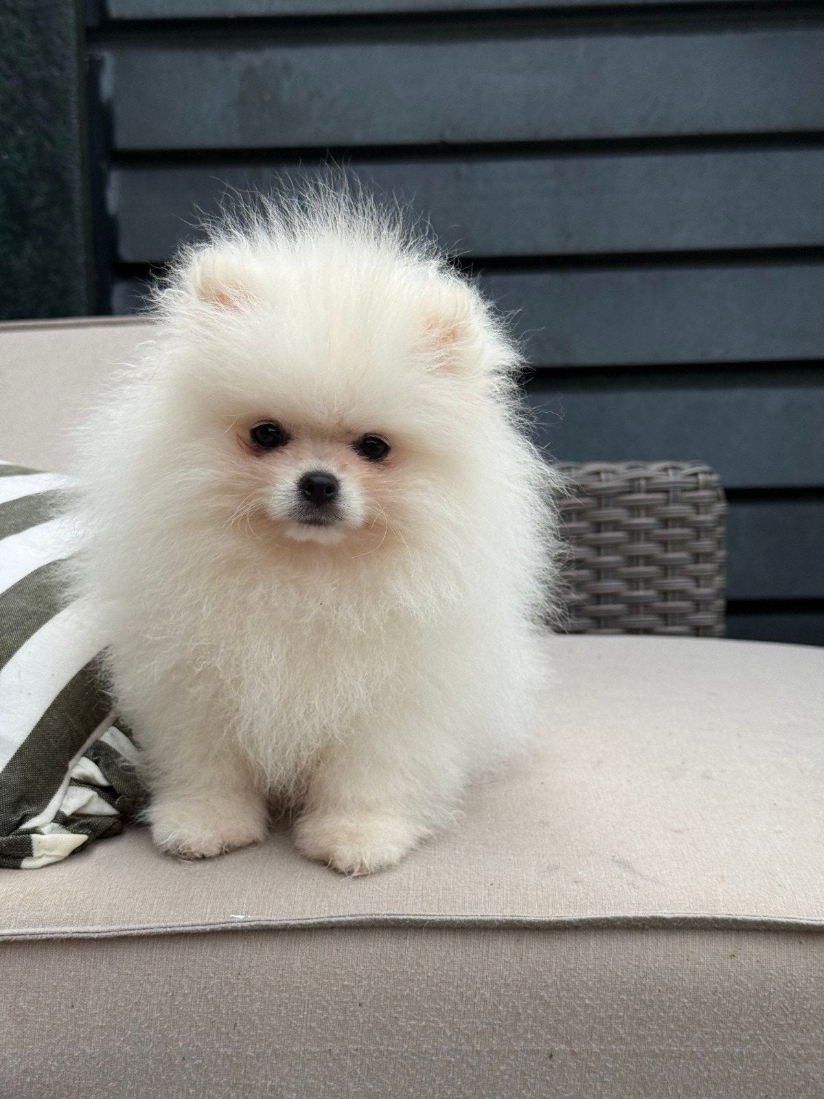 Prachtig Pomeriaan Reutje, Dieren en Toebehoren, Reu, 8 tot 15 weken, Eén hond, Nederland