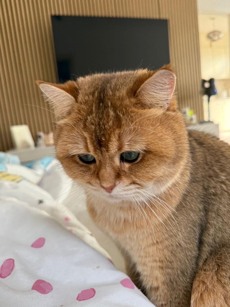 Britse korthaar , Kater, 0 tot 2 jaar