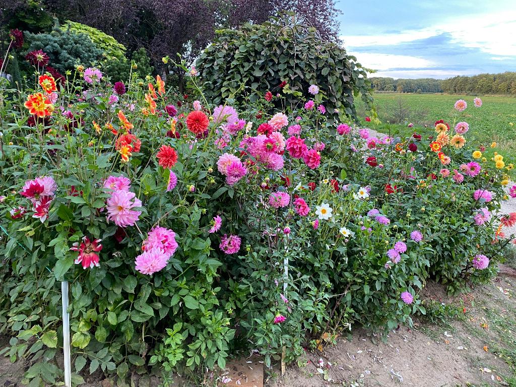 Dahlia knollen mengsel diverse kleuren Actie voor Kika, Tuin en Terras, Bloembollen en Zaden, Ophalen of Verzenden, Voorjaar, Volle zon
