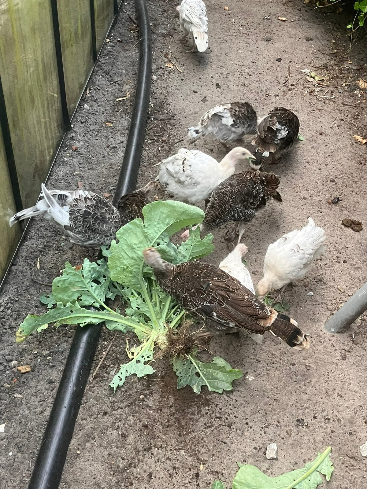 Kalkoenen te koop, Meerdere dieren, Eend