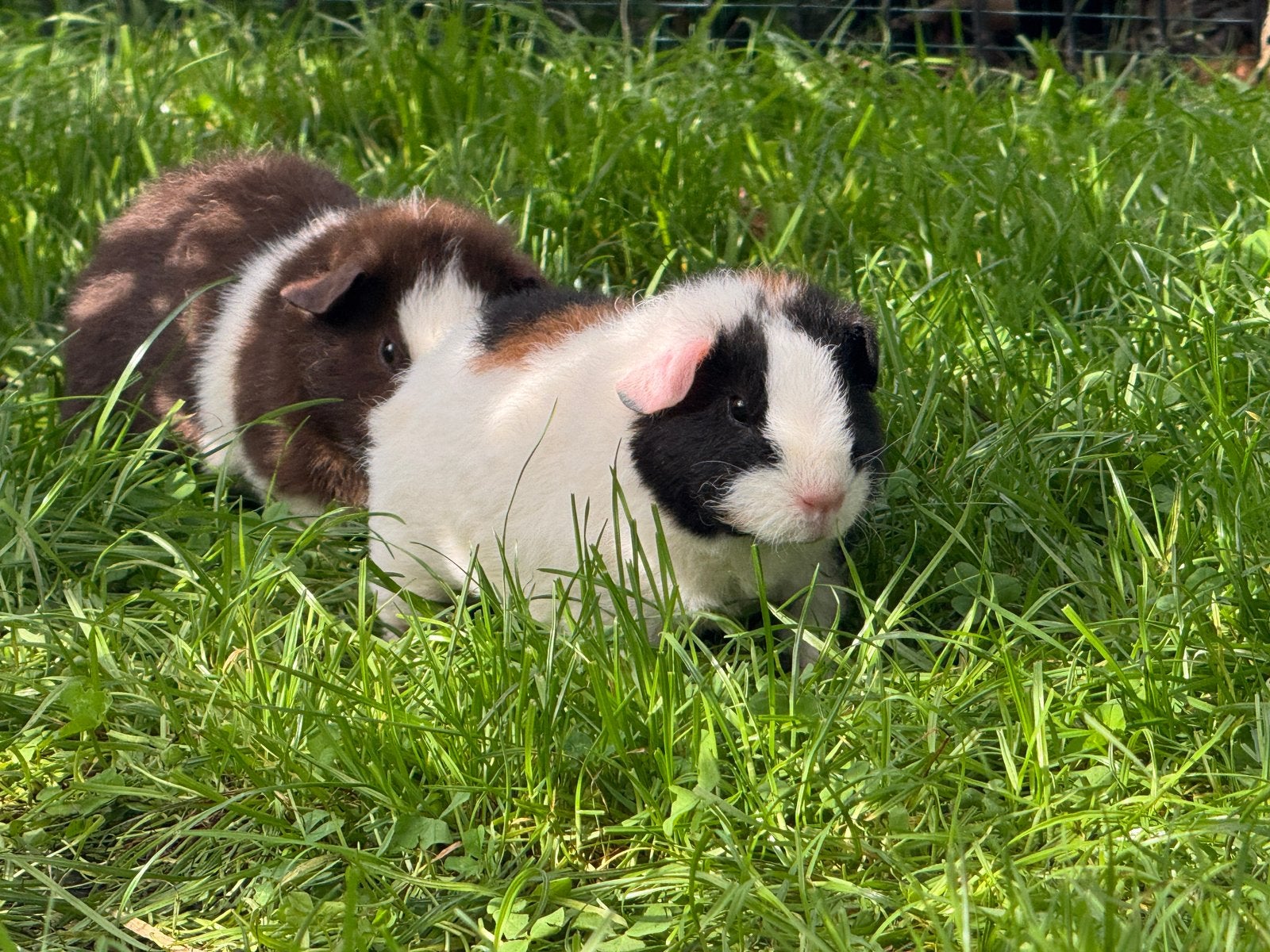 Lief zeugje Eva, Dieren en Toebehoren, Augustus, Vrouwelijk, Cavia