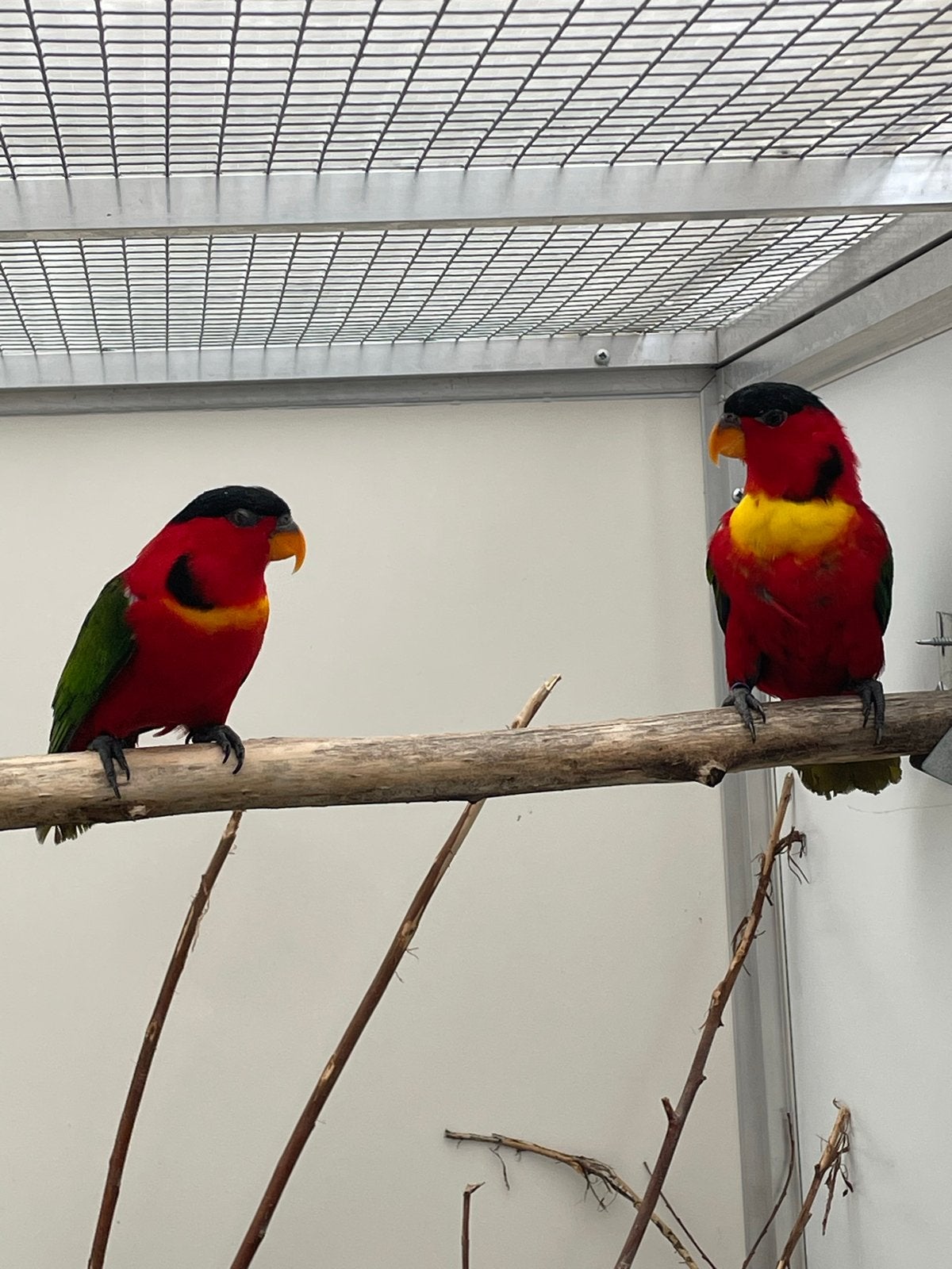 Twee koppels groenstaart lori’s, Dieren en Toebehoren, Vogels | Parkieten en Papegaaien, Meerdere dieren, Papegaai