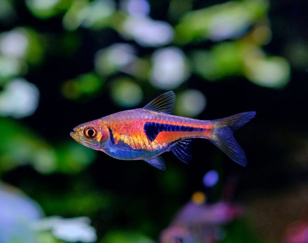 Trigonostigma Rasbora Espei Rode Kegelvlekbarbeel, Dieren en Toebehoren, Vis