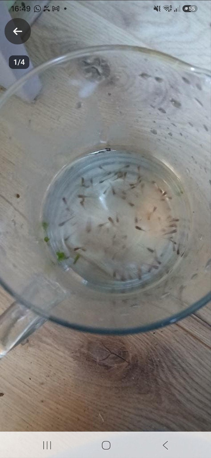 Gratis baby guppen, Dieren en Toebehoren, Vis, Zoetwatervis, Schoolvis