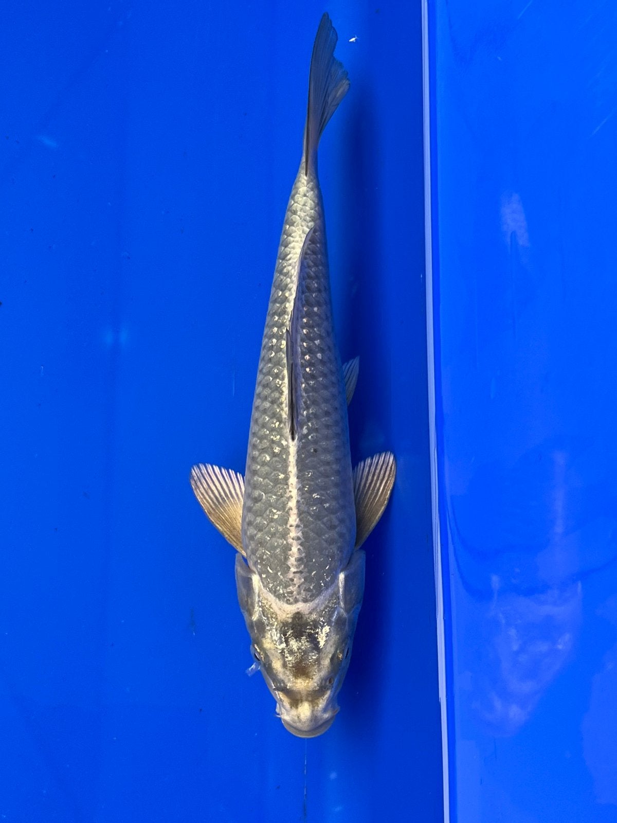 Mukashi Ogon, Karper of Koi