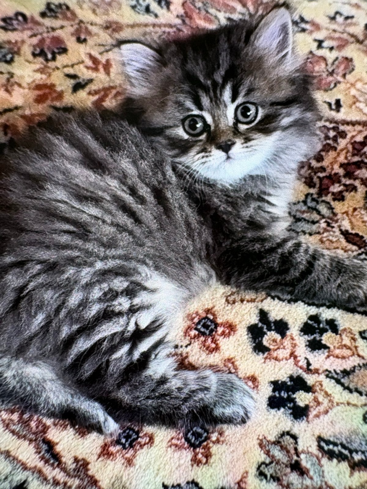 Britse kittens, Kater