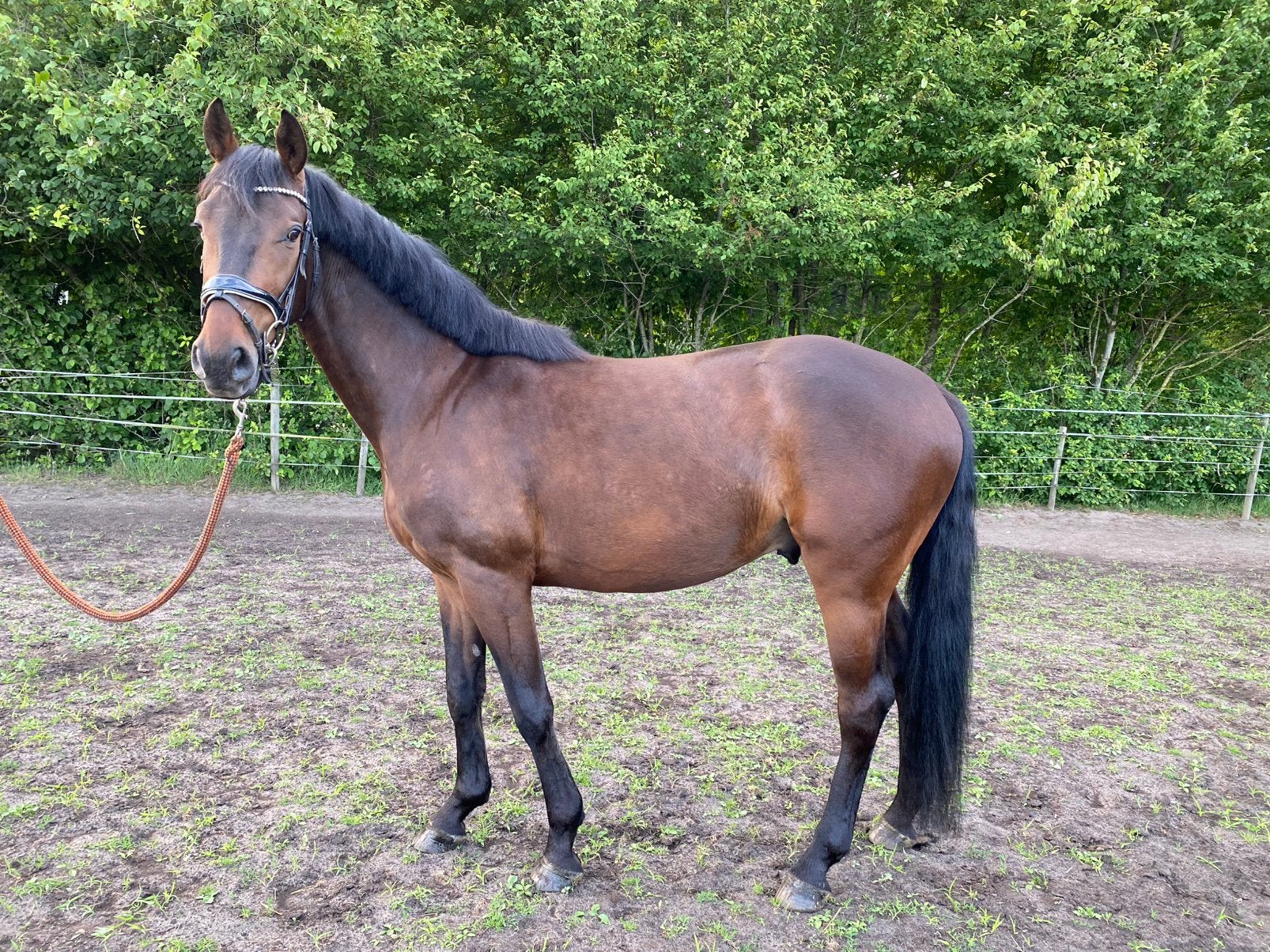 5 jarige ruin, Dieren en Toebehoren, Paarden, Springpaard, B, Ruin, 3 tot 6 jaar