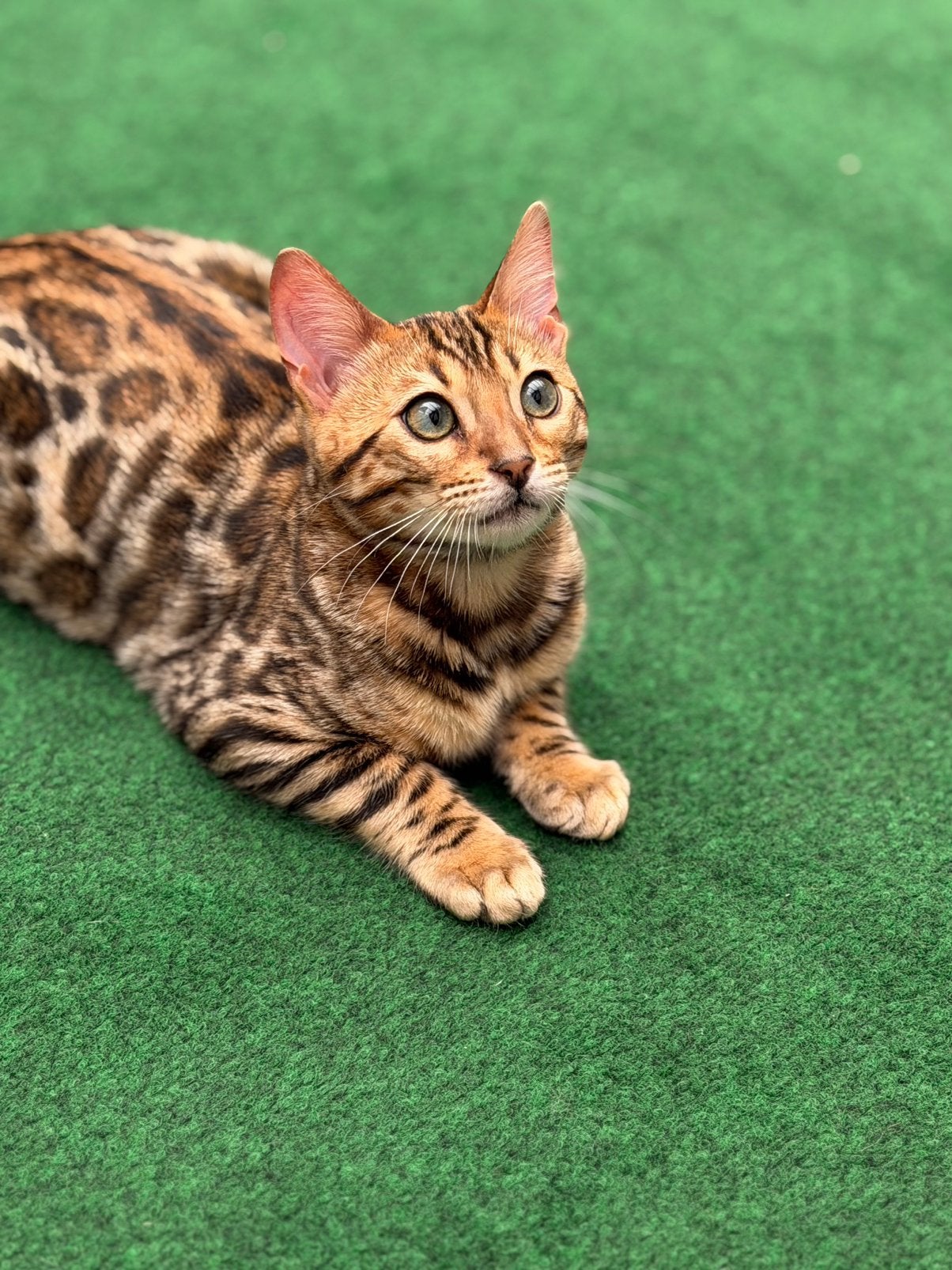 Bengaals katertje met stamboom!, Dieren en Toebehoren, Kater, Met stamboom, 0 tot 2 jaar