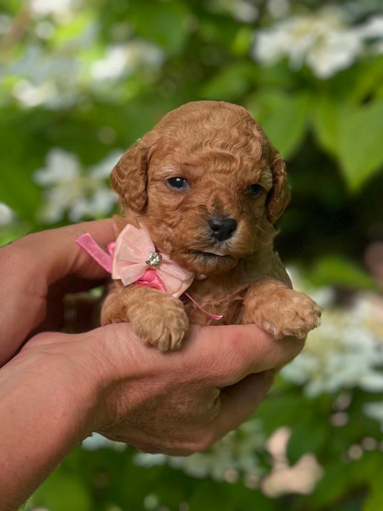 EXLUSIEF‍️ 🐕‍🦺❤️🐾 Toy poedel pup, Poedel, Parvo, 8 tot 15 weken, Meerdere