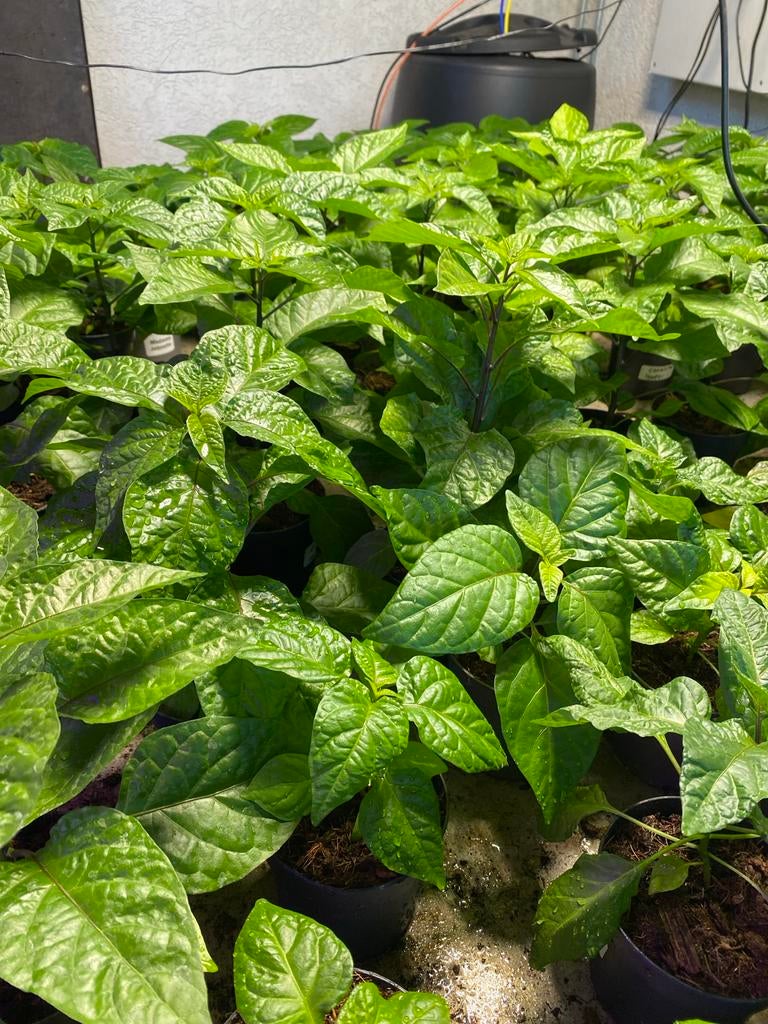 Diverse Peperplanten: Carolina Reaper, Madame Jeanette, Naga, Ophalen, Volle zon, Groenteplanten, Eenjarig