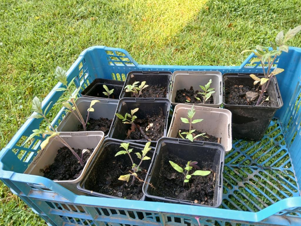 Tomatenplanten, Volle zon, Groenteplanten, Eenjarig, Ophalen of Verzenden