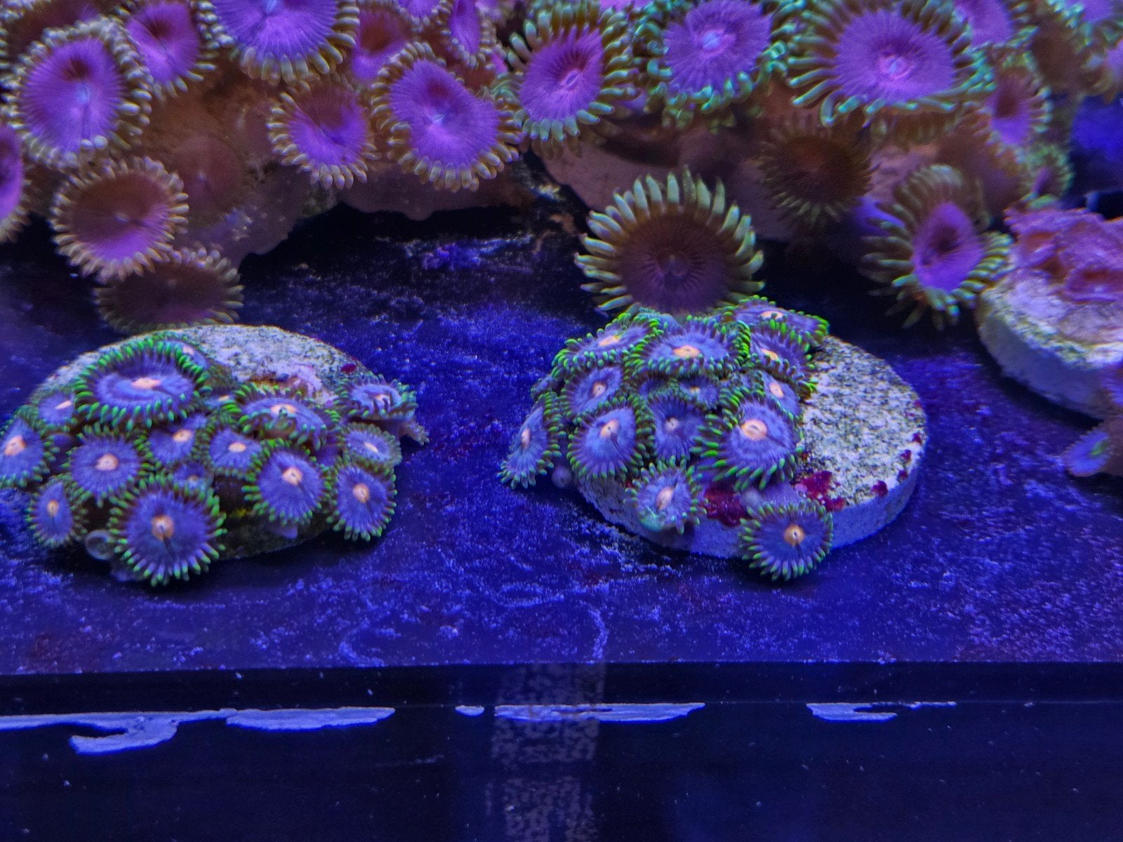 Zoanthus buttons diverse soortjes, Overige typen, Zoutwatervis
