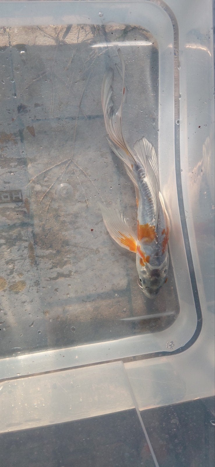 butterfly/longfin, Dieren en Toebehoren, Karper of Koi