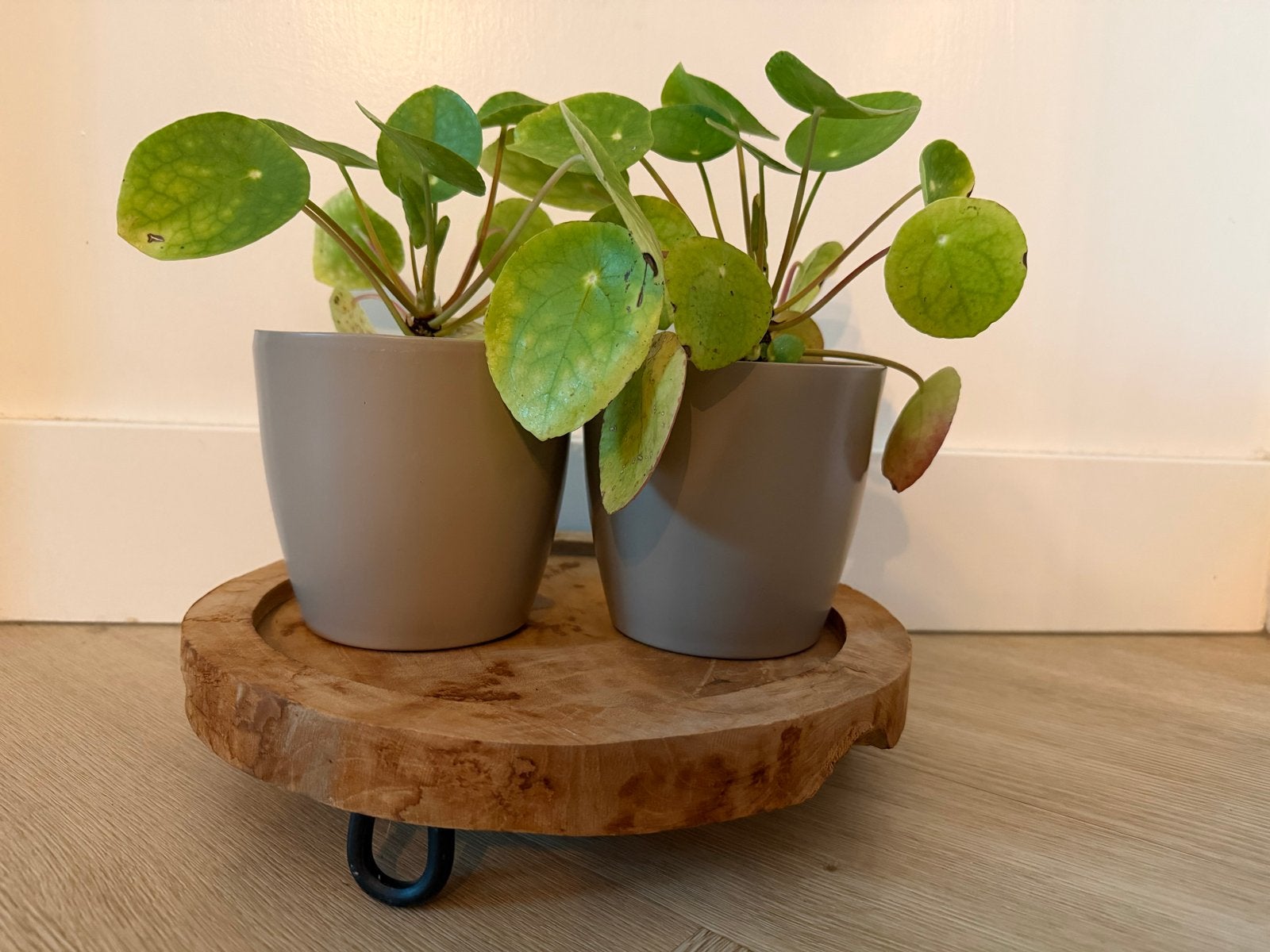 2x Pannenkoekplant in taupe pot van 12 cm hoog, Huis en Inrichting, Ophalen of Verzenden, Halfschaduw, Minder dan 100 cm
