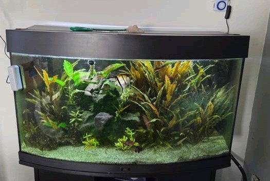 Aquarium Juwel Rio 180 compleet, Dieren en Toebehoren, Ophalen, Pomp, Juwel, Gevuld zoetwateraquarium