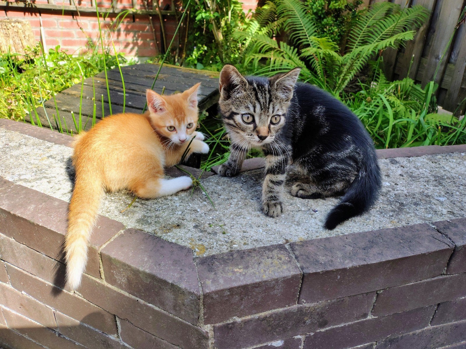 Kittens zoeken huis met lieve mensen (gratis), Meerdere dieren, Kortharig, 0 tot 2 jaar