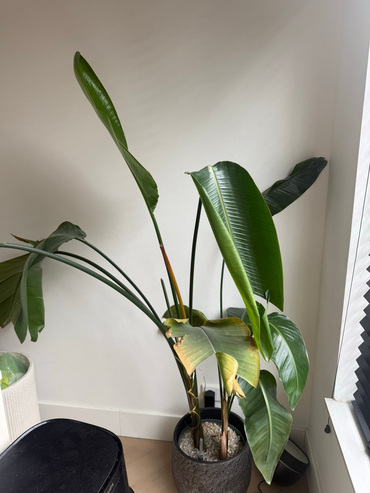 Strelitzia, Huis en Inrichting, Ophalen, Volle zon, 150 tot 200 cm