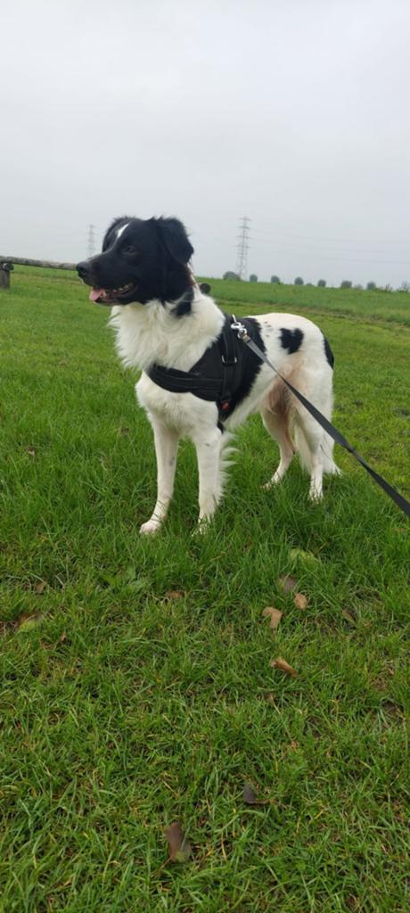 Thiago, Reu, 1 tot 2 jaar, Eén hond, Middel