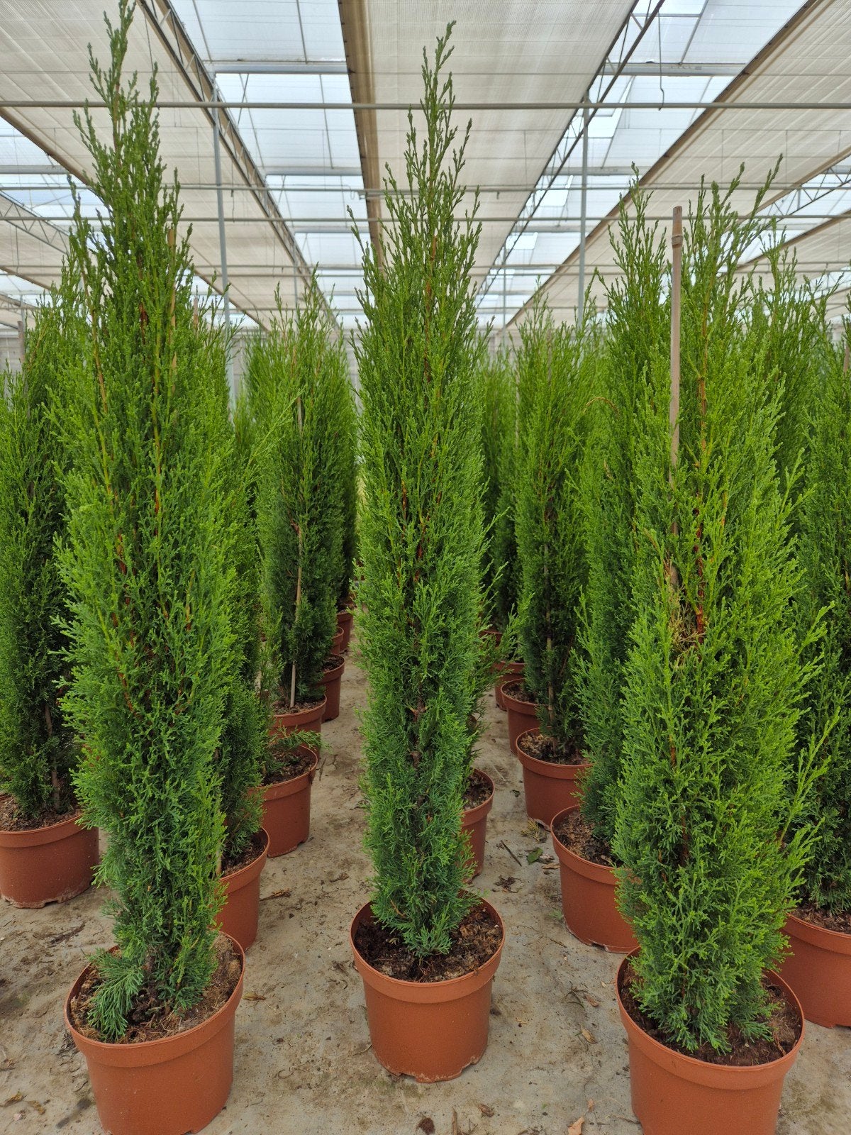 Italiaanse Cipres, Cupressus sempervirens totum, Ophalen, Overige soorten, Volle zon