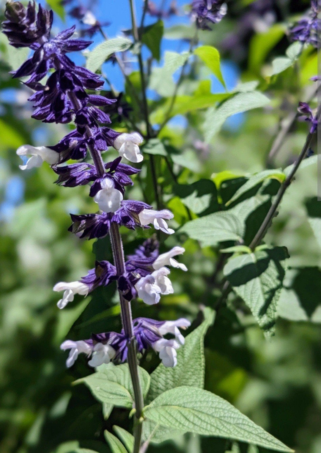 Semi winterharde Salvia " Phyllis Fancy" te koop, Volle zon, Vaste plant, Herfst, Ophalen
