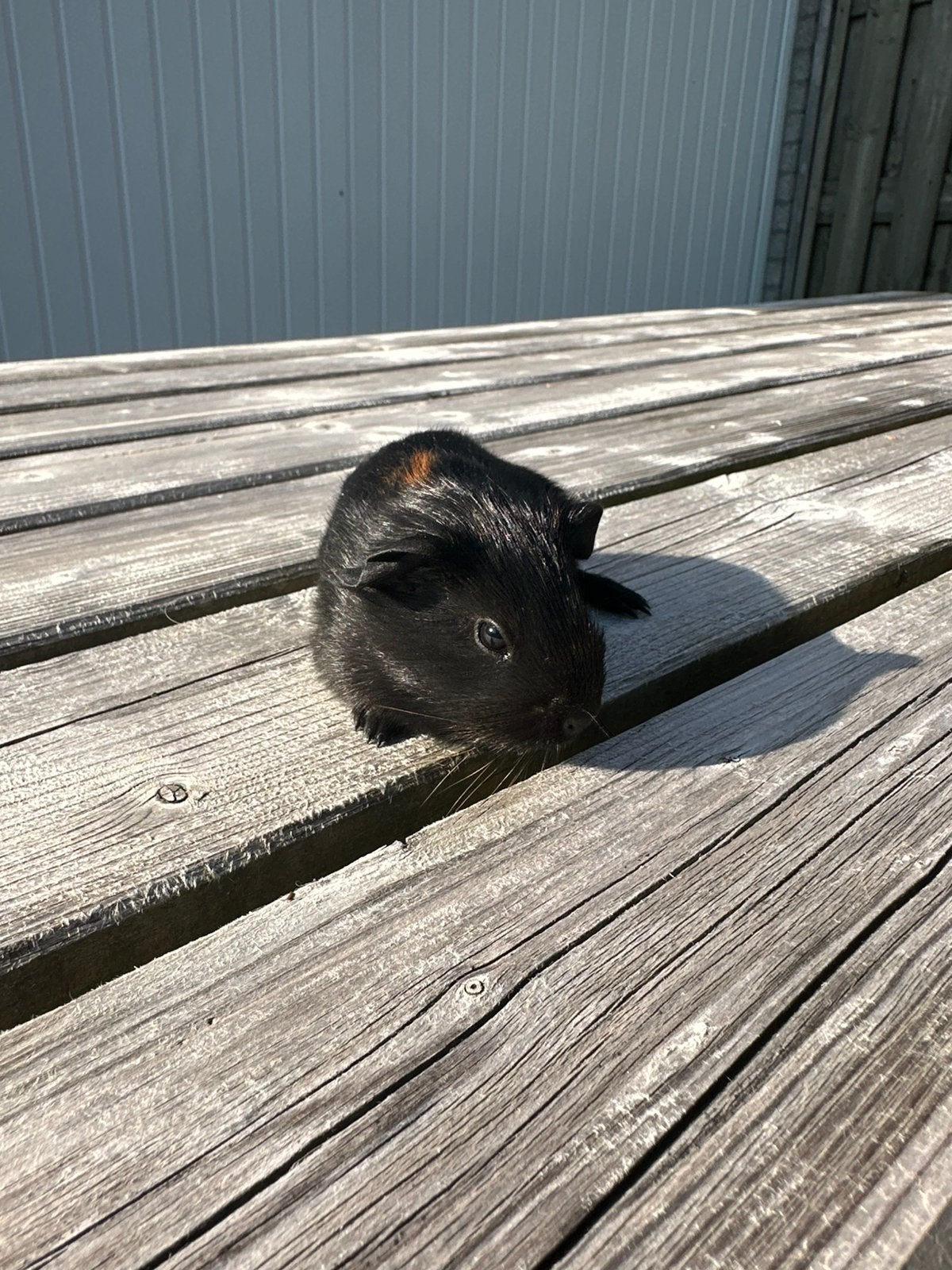 Mooi jong cavia beertje zwart met vos, Cavia, Mannelijk, Juli, Tam