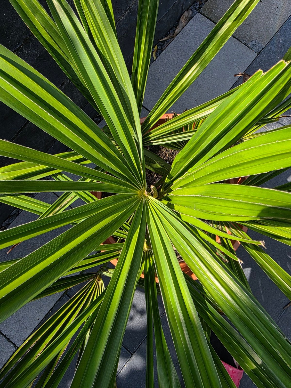 Mooie Trachyqcarpus, Ophalen, Bloeit niet, Overige soorten, Volle zon