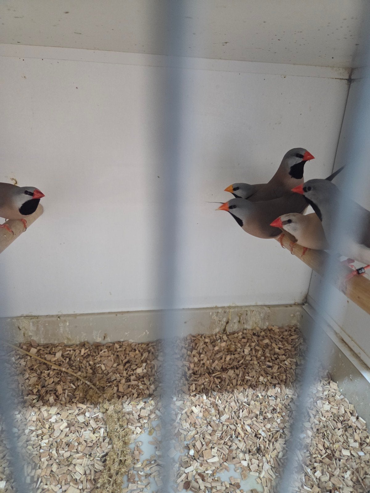 Spitstaarten, Meerdere dieren