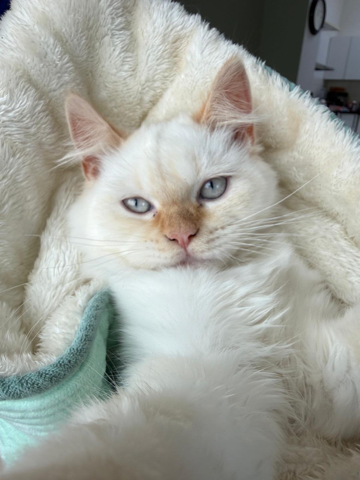 perzische Kitten, Kater
