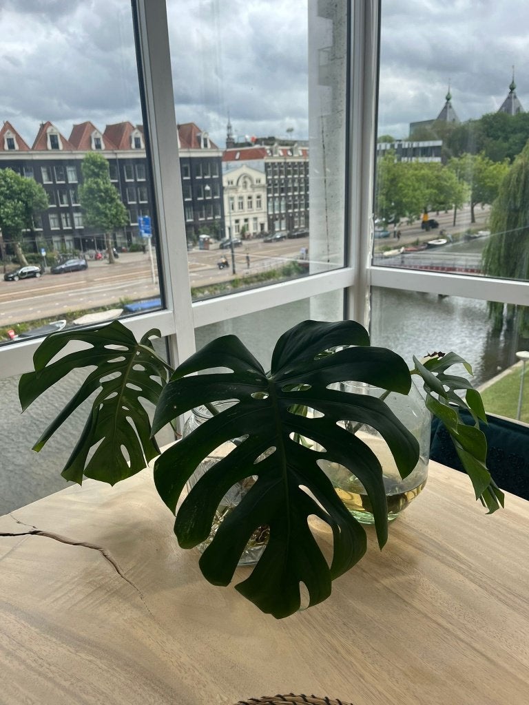 🌿Monstera Deliciosa Variegata Stekken (cuttings)🌿, Ophalen, Halfschaduw, Minder dan 100 cm
