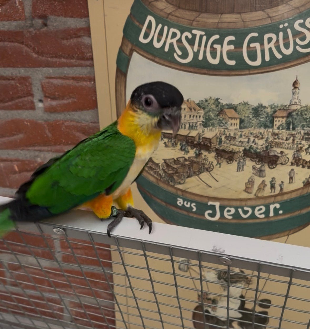 Papegaai, Dieren en Toebehoren, Mannelijk, Papegaai, Tam