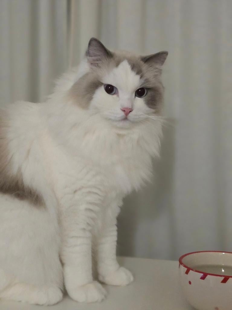 Ragdoll kater te koop, Kater