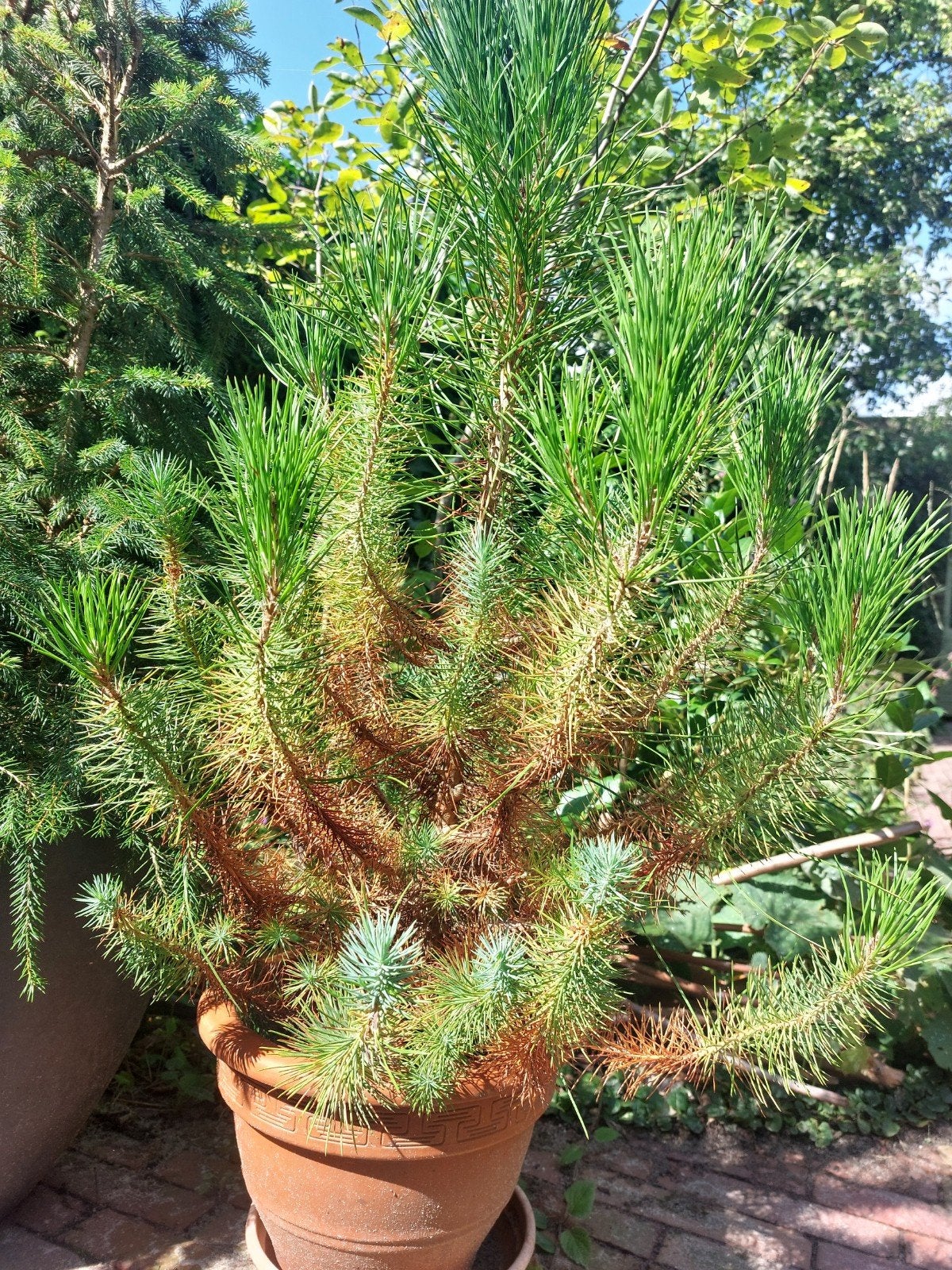 Grove den, Tuin en Terras, Planten | Bomen, Ophalen, Volle zon, Overige soorten