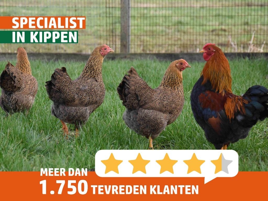 Wyandotte krielkip | Tamme kippen | Passend advies