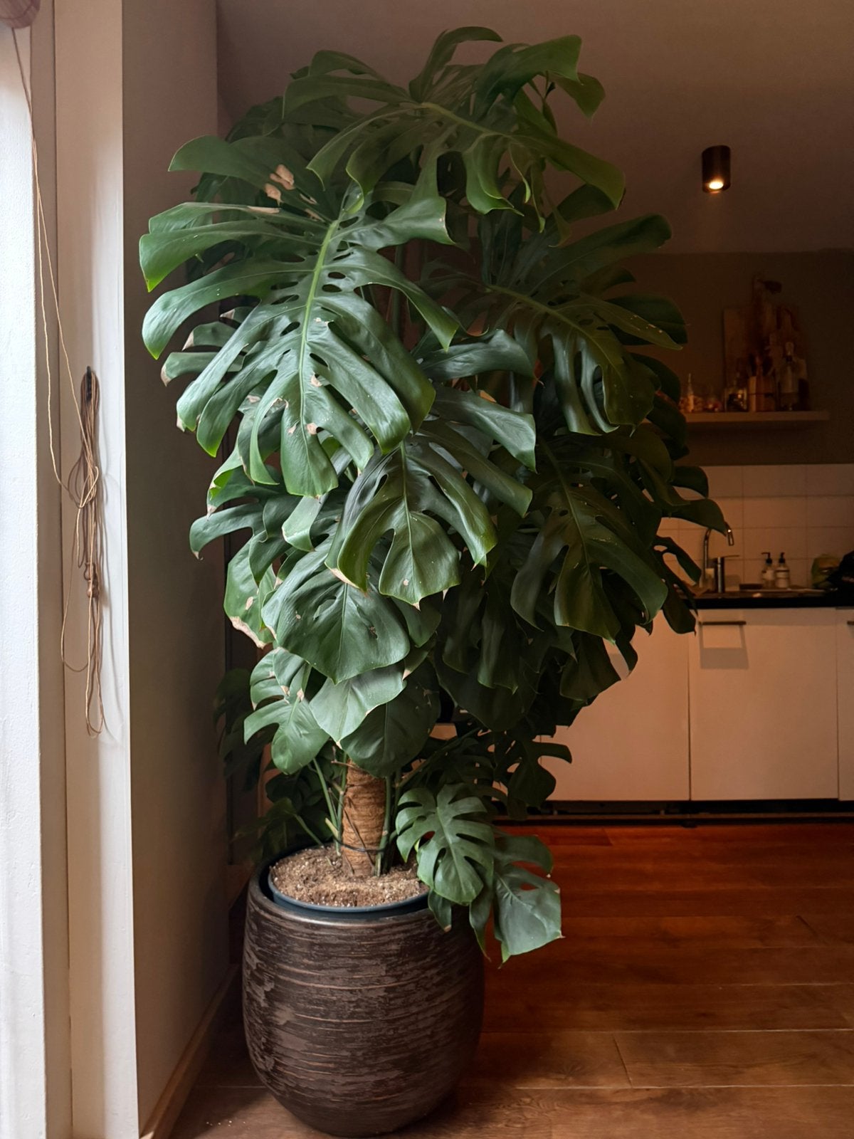 Monstera xxl, Huis en Inrichting, Kamerplanten, Ophalen, Halfschaduw, 200 cm of meer