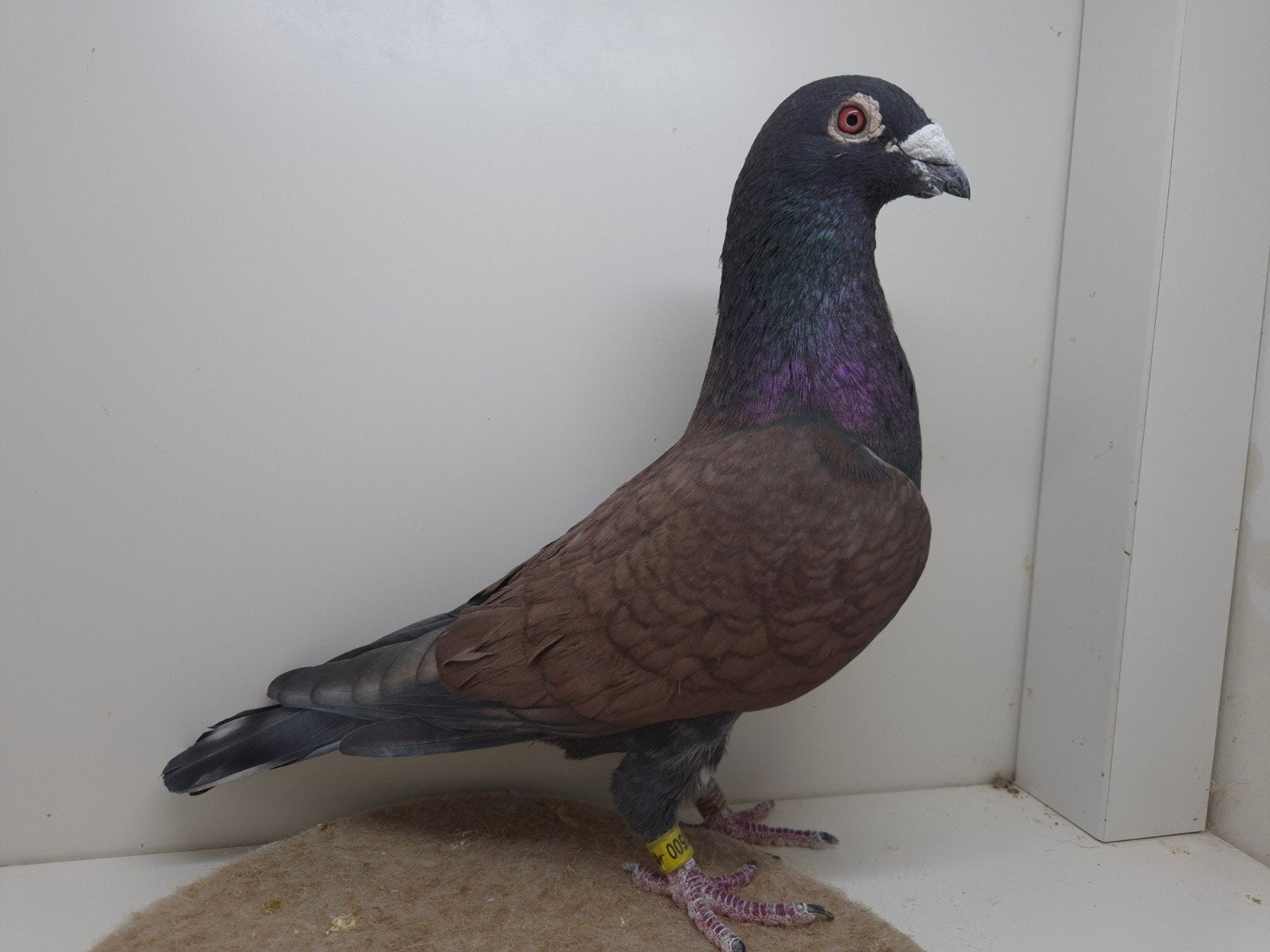 kleurpostduif kleurpostduiven, Dieren en Toebehoren, Vogels | Duiven, Meerdere dieren