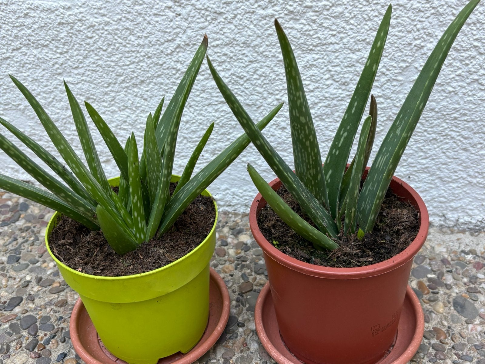 Echte Aloe Vera planten uit Curaçao, Ophalen of Verzenden, Volle zon, Minder dan 100 cm